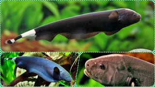 видео: Аквариумная рыбка Аптеронотус Нож Чёрный Белокаймовый Содержание разведение и совместимость картинка: Аквариумная рыбка Аптеронотус Нож Чёрный Белокаймовый Содержание разведение и совместимость