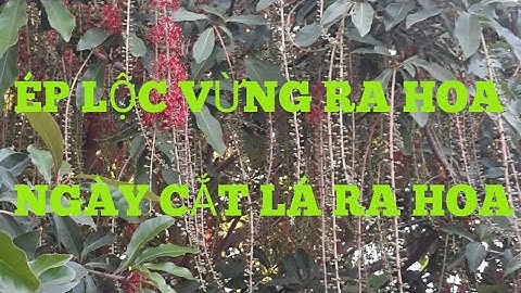ÉP LỘC VỪNG RA HOA - NGÀY CẮT LÁ  RA HOA CHƠI TẾT