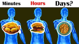 How Long Do Foods Stay In Your Stomach? | Comparison