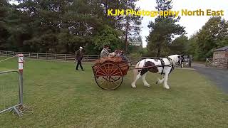 Concours d’International d’Attelage de Tradition (CIAT) 2025 Beamish Museum FULL WIDESCREEN VIDEO