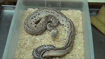 2016 and 2017 VPI Axanthic Pastel Clown Ball Pythons
