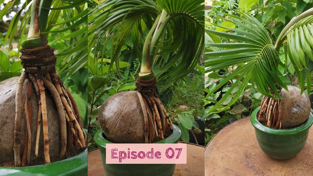 how to grow a coconut bonsai tree Episode 7 - YouTube.