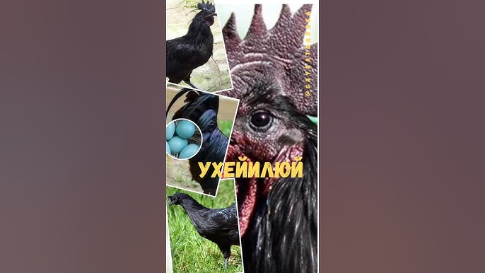 Yosh semiz ayollar dumbalarining fotosuratlari Xoroz bolib ishlang