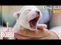 👼Meet A 9 Days Old Bichon Frise 👼 l I&#39;m A Baby Ep. 02