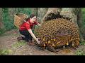 Harvesting Wild Honey Frogs by the Stream, Facing Deadly Giant Pythons | Jungle Survival