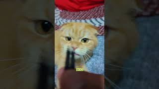 Download Lagu Purrrmachine Maple 🧡🧡🧡 MP3 Download Lagu Purrrmachine Maple 🧡🧡🧡 MP3