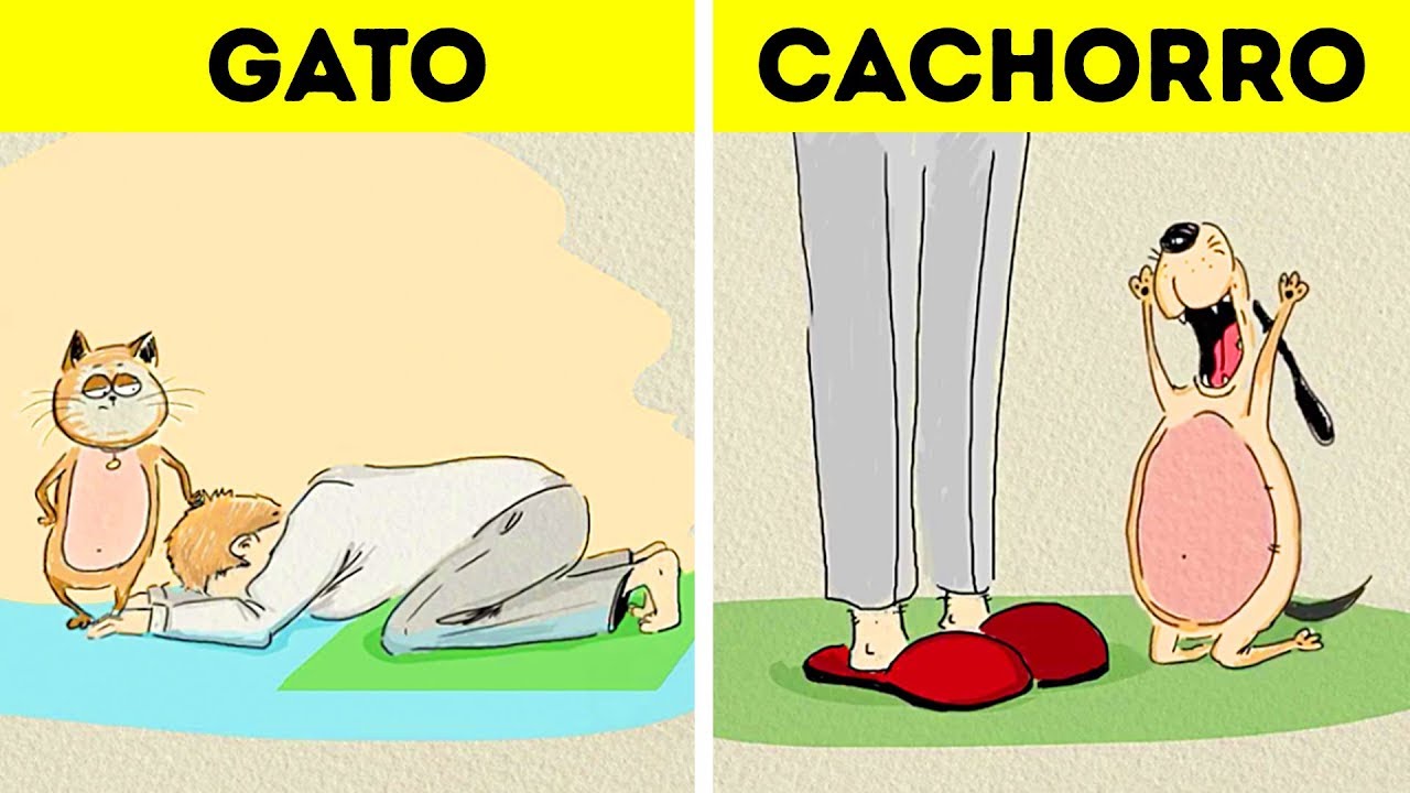 Gato x cachorro Clearance