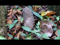 Beginning of video