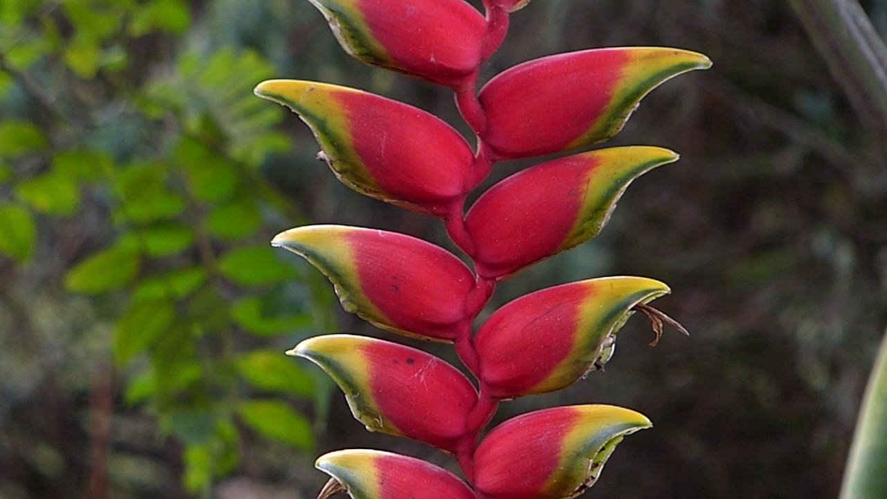 flora brasileira atlântica FLORES EXÓTICAS matos e matas tropicais  pantaneiras banhado brazilian - thptnganamst.edu.vn