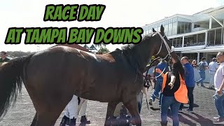Tampa Bay downs horse racing #Horseracing #horses #betting