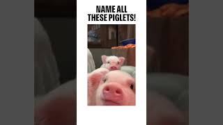 Which piglet can get the most screen time? Can you tell? 😂 #funny #cute