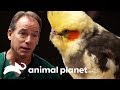Una cacatúa con problemas respiratorios | Dr. Jeff, Veterinario | Animal Planet