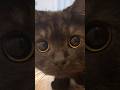 6秒で癒す天才黒猫…さつきが来た！#shorts