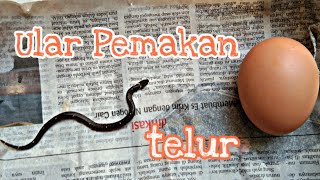Ular Pemakan Telur yang sudah LANGKA !!