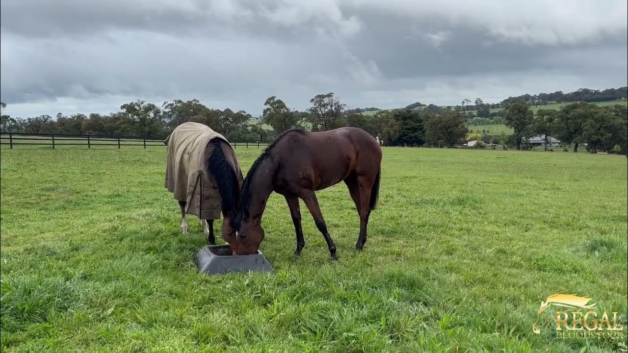 Regal Bloodstock Dundeel x Lipstick Lover Arrives YouTube