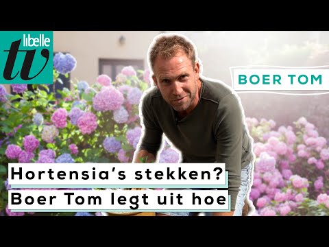 Video: Hoe Om Hortensia Te Plant? 28 Foto's Teelmetodes Tuis. Hoe Om 'n Goeie Laag Te Maak En Te Wortel?