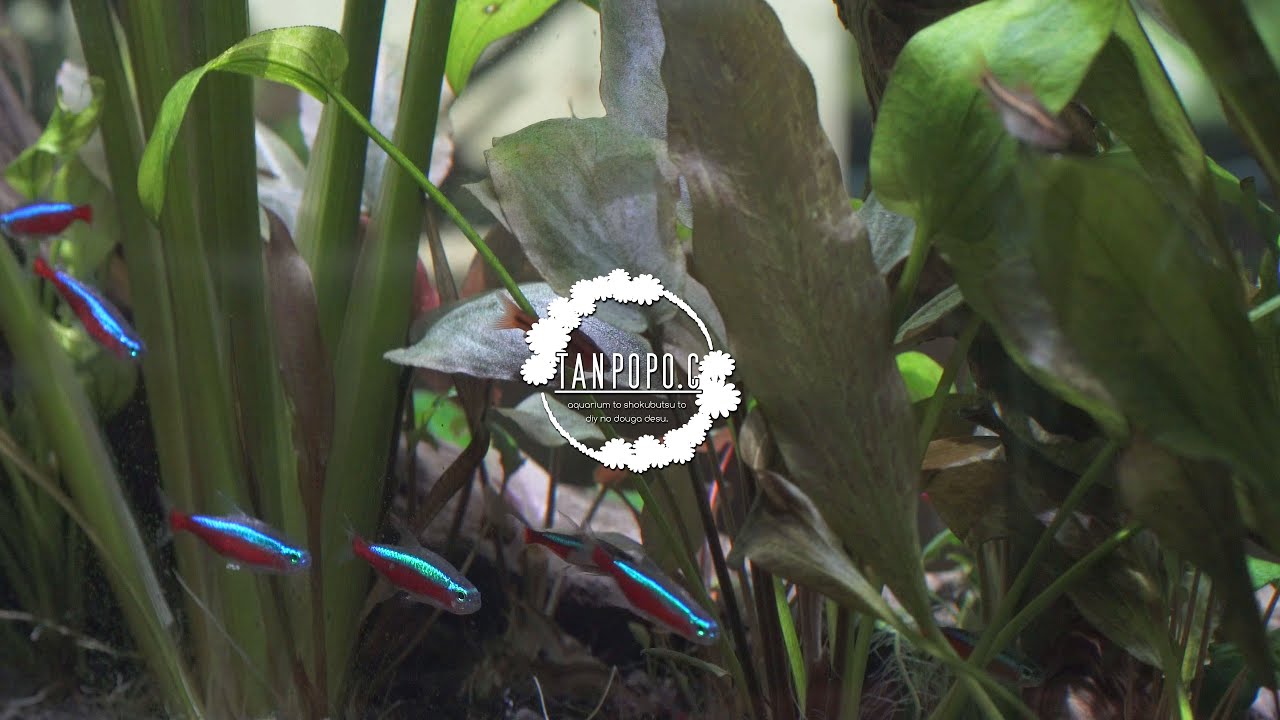 Echinodorus horemanii Bloodred(エキノドルス ホレマニー