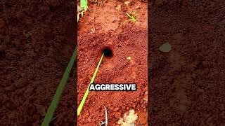 How Chinese Use This Genius Trick To Hunt Insects