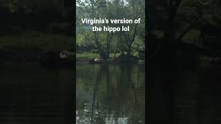 Definitely Absolutely Completely Real Hippo Spotted In Virginia Lol