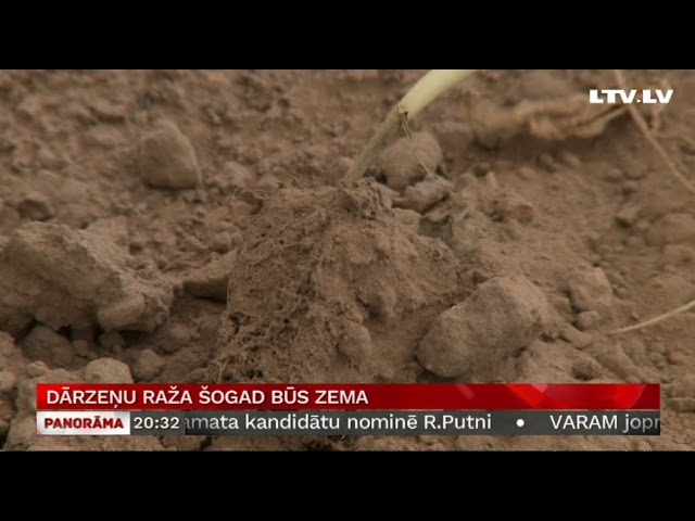 Dārzeņu raža šogad būs zema