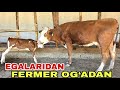 Egalaridan 1-martta bu fermadan ona bola smentallar sotiladi 12-iyun, 2026