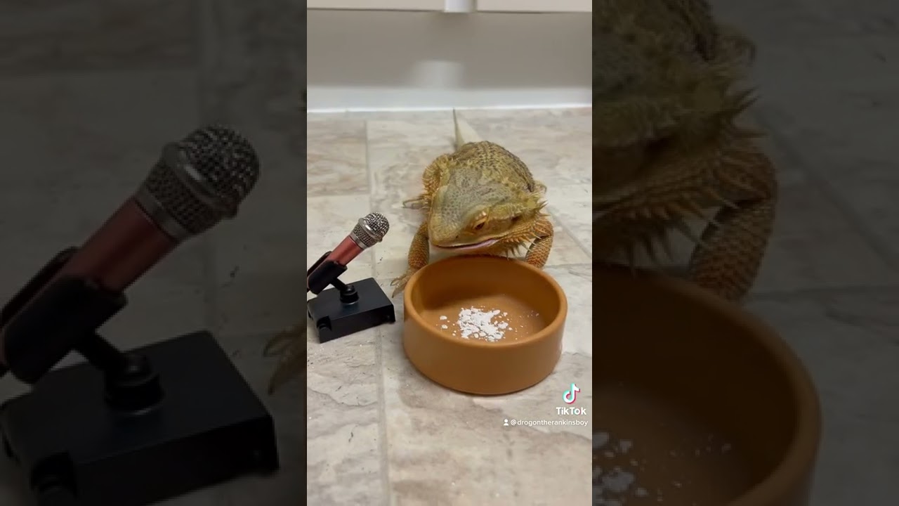 Beardie VS Rankins - chompies! 😋 