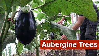 Aubergine/Eggplant Trees