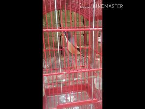 MASTERAN CENDET JUARA,,DI TAWAR HINGGA 10 JUTA !!!