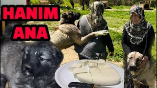 ANNE VE OĞLUNUN DAĞDA KOYUN PEYNİRİ YAPIMI/HANIM ANNE 32 TANE KANGAL KÖPEĞİ'NE NASIL BAKIYOR