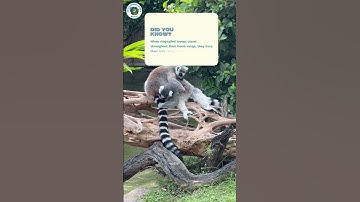 Lemur Spa Day | Nick