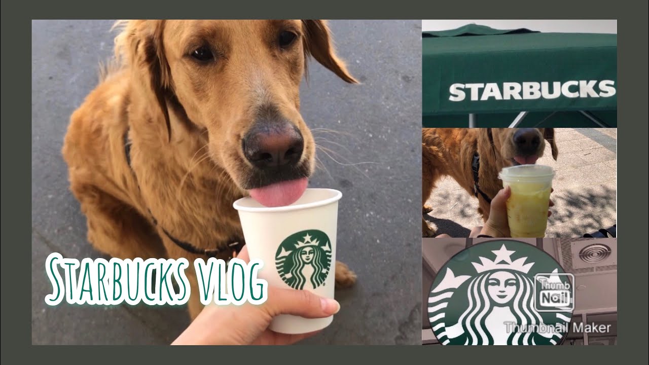 Vlog 강아지 첫 스타벅스, 멕도날드, 강아지랑 일상 브이로그 | DOG TRIES STARBUCKS FOR THE FIRST TIME