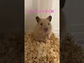 かわいすぎて滅!
