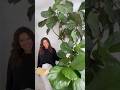 How to elevate your real indoor trees
