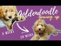 Mini Goldendoodle puppy growing up 8 weeks to 20 weeks old