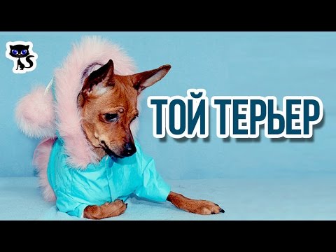 Вопрос: Русский тойтерьер как вывели эту породу и когда?