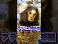 ブラジルの妖精がやってきた... #猿 #ペット #爬虫類