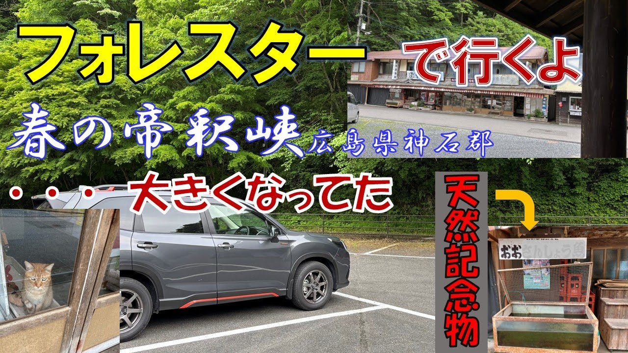 フォレスターで春の帝釈峡(広島県神石郡)ドライブ、60代夫婦のゆるーい動画だよ