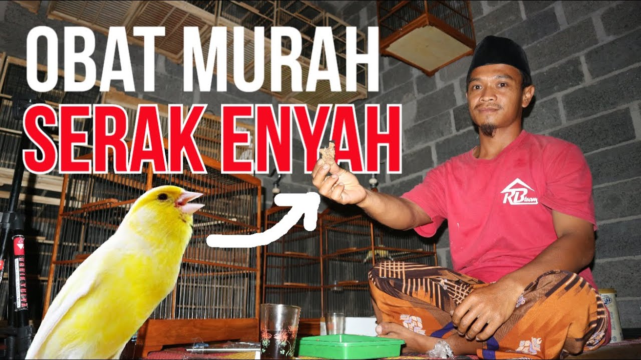 Mengobati Kenari Serak Menggunakan Obat Herbal | 100% AMAN