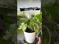 How much light does your plant need? #pothos #houseplants #indoorplants #shorts