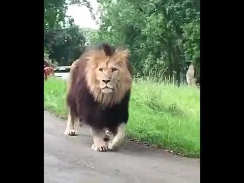 شوف هيبة الاسد علي اغنية روسية