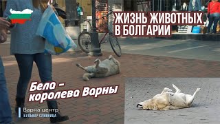 Как в Болгарии относятся к животным на улице  Жизнь уличных собак и кошек в Варне