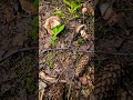 🍄🌳 Грибалка, Белое нашествие, Грибы в Подмосковье 🍄🌳 #fungi #грибы
