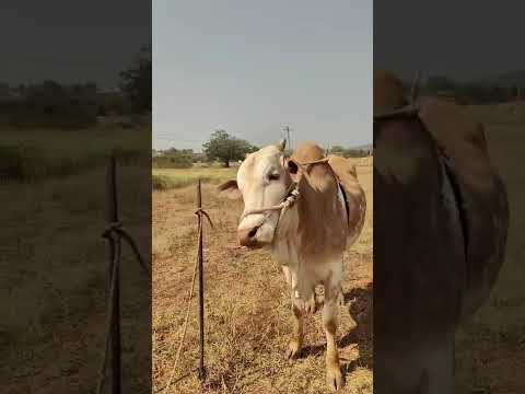 9121614313 రెండుపల్ల కోడె దూడ అమ్ముతారు