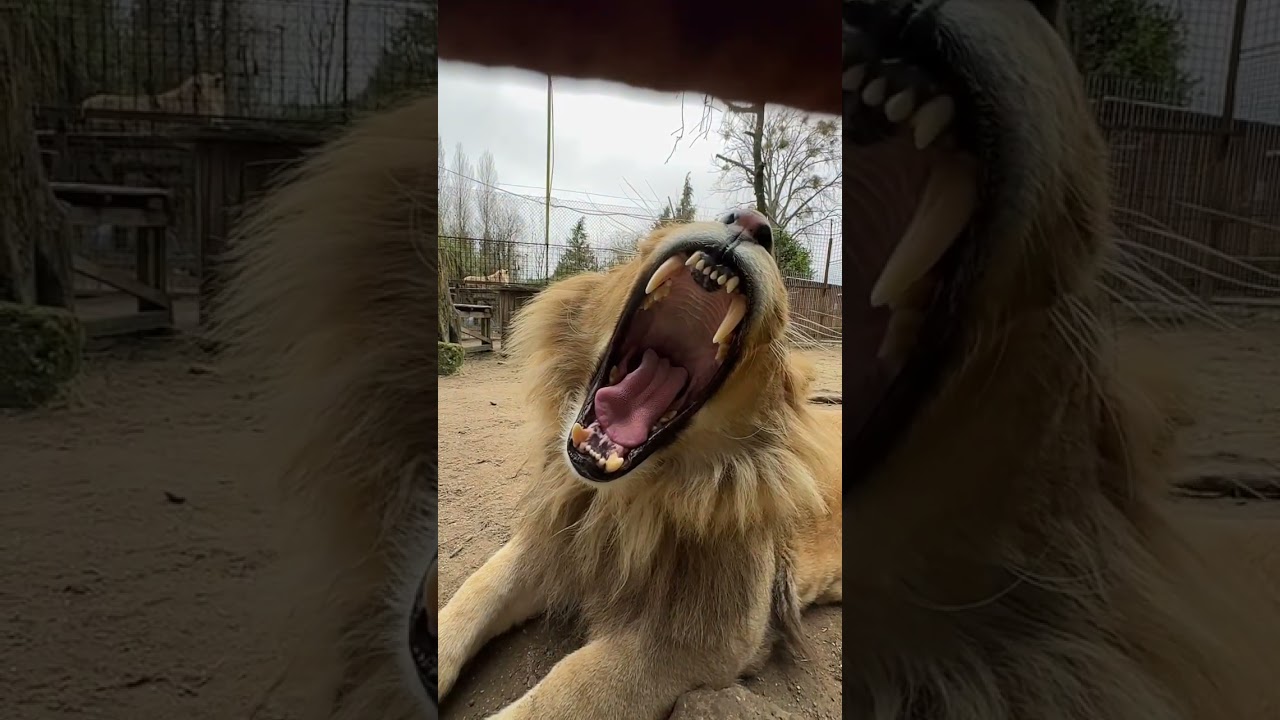 Lion slow motion 