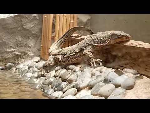 Takbo