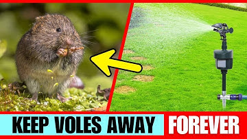 How to Remove Voles From Your Garden (Easy & Effective Methods) 🛡️🐀