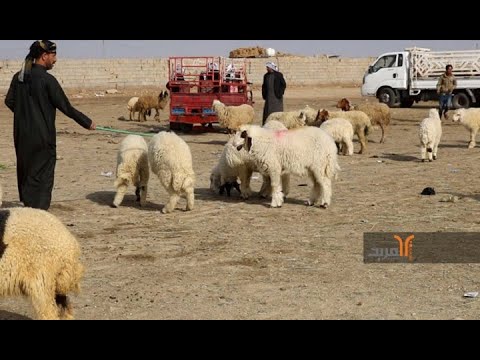 تراجع أسعار بيع الأغنام والأبقار في علوة ميسان للمواشي