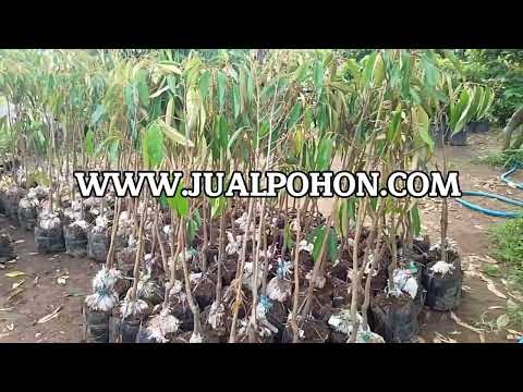 Tanam Pohon Durian Kane, Panen Durian Berkualitas!