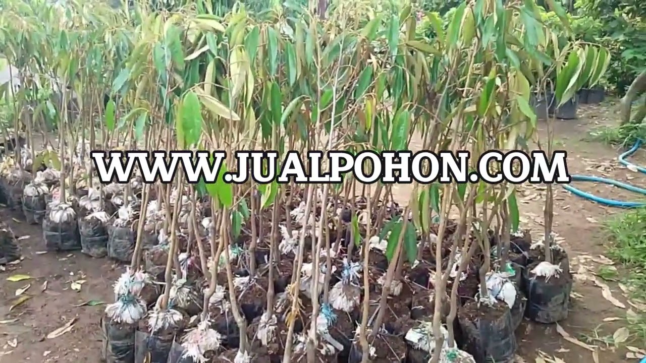 Tanam Pohon Durian Kane, Panen Durian Berkualitas!