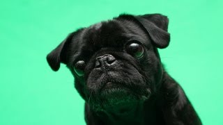Adorable Cutest Pug Dog Chibi Shows Us His Moves for Talent Hounds Audition